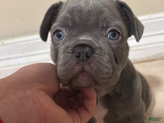 French Bulldog dogs French Bulldog Puppy 1 - Ad 14