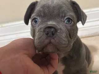 French Bulldog dogs French Bulldog Puppy 1 - Ad 33