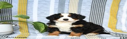 Bernese Mountain Dog dogs for sale: Brandy - Ad 2