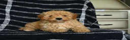 Mini Goldendoodle dogs for sale: Dexter - Ad 3