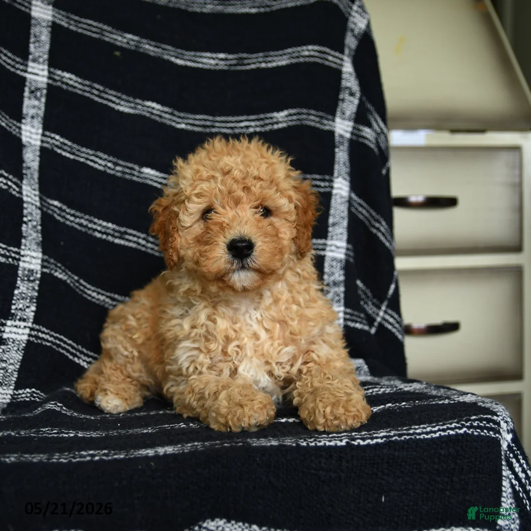 Mini Goldendoodle dogs for sale: Dexter - Ad 3