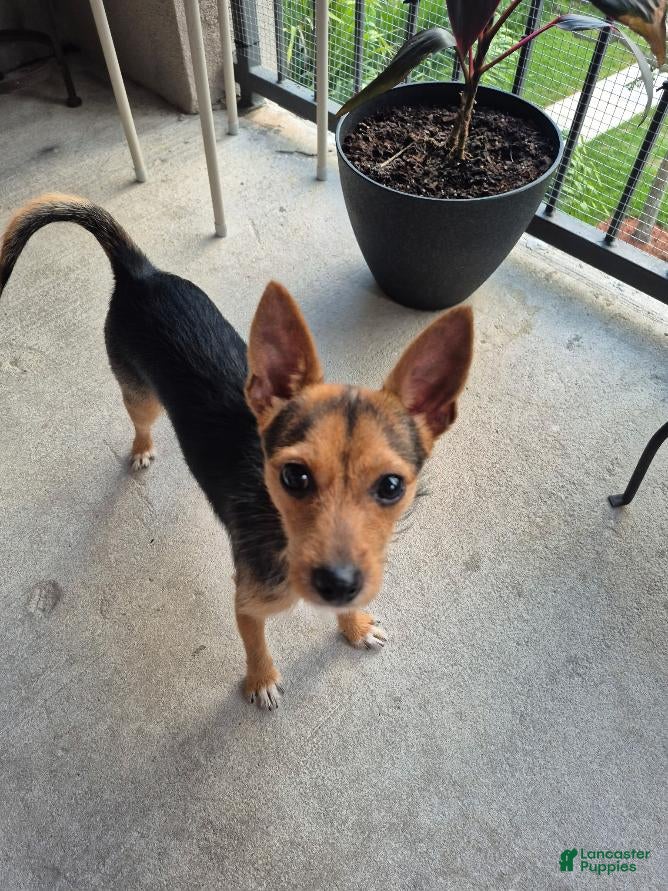 Mixed Breed dogs Taco - Ad 29