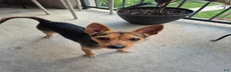 Mixed Breed dogs for sale: Taco - Ad 1