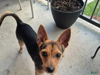 Mixed Breed dogs Taco - Ad 29