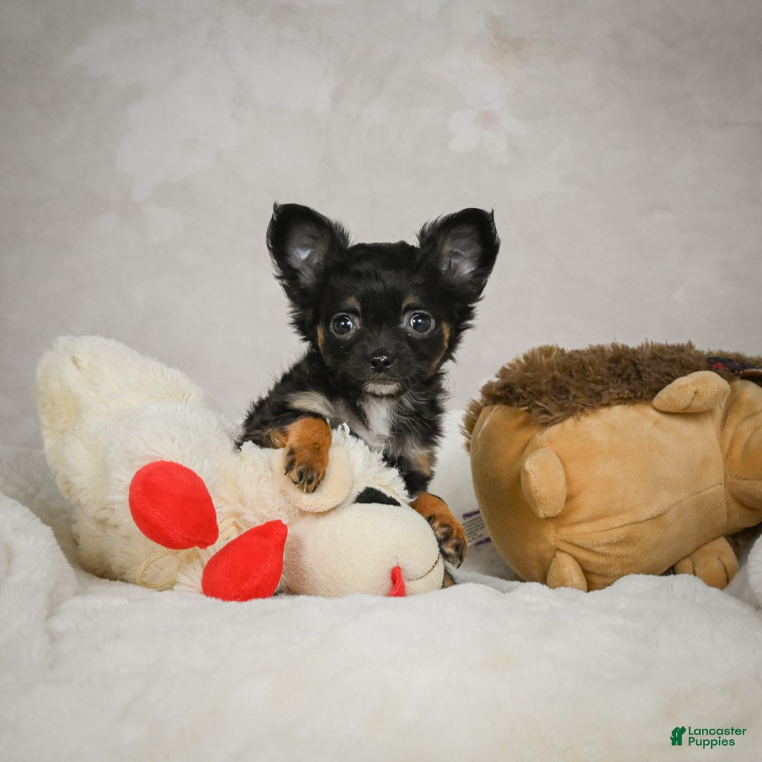 Chihuahua dogs for sale: Little Tom - Ad 5