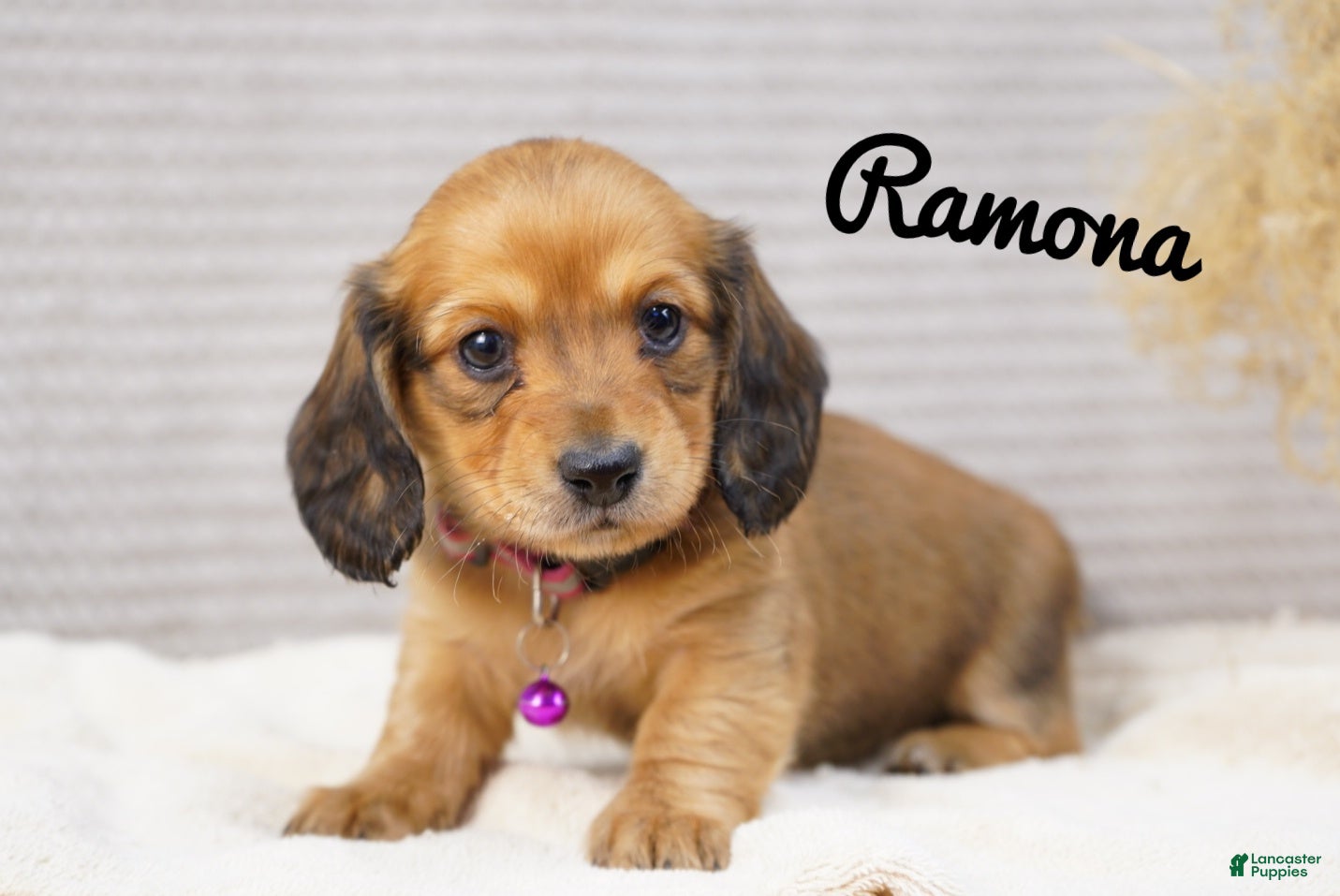 Dachshund dogs Ramona - Ad 6