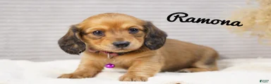 Ramona