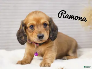 Dachshund dogs Ramona - Ad 6