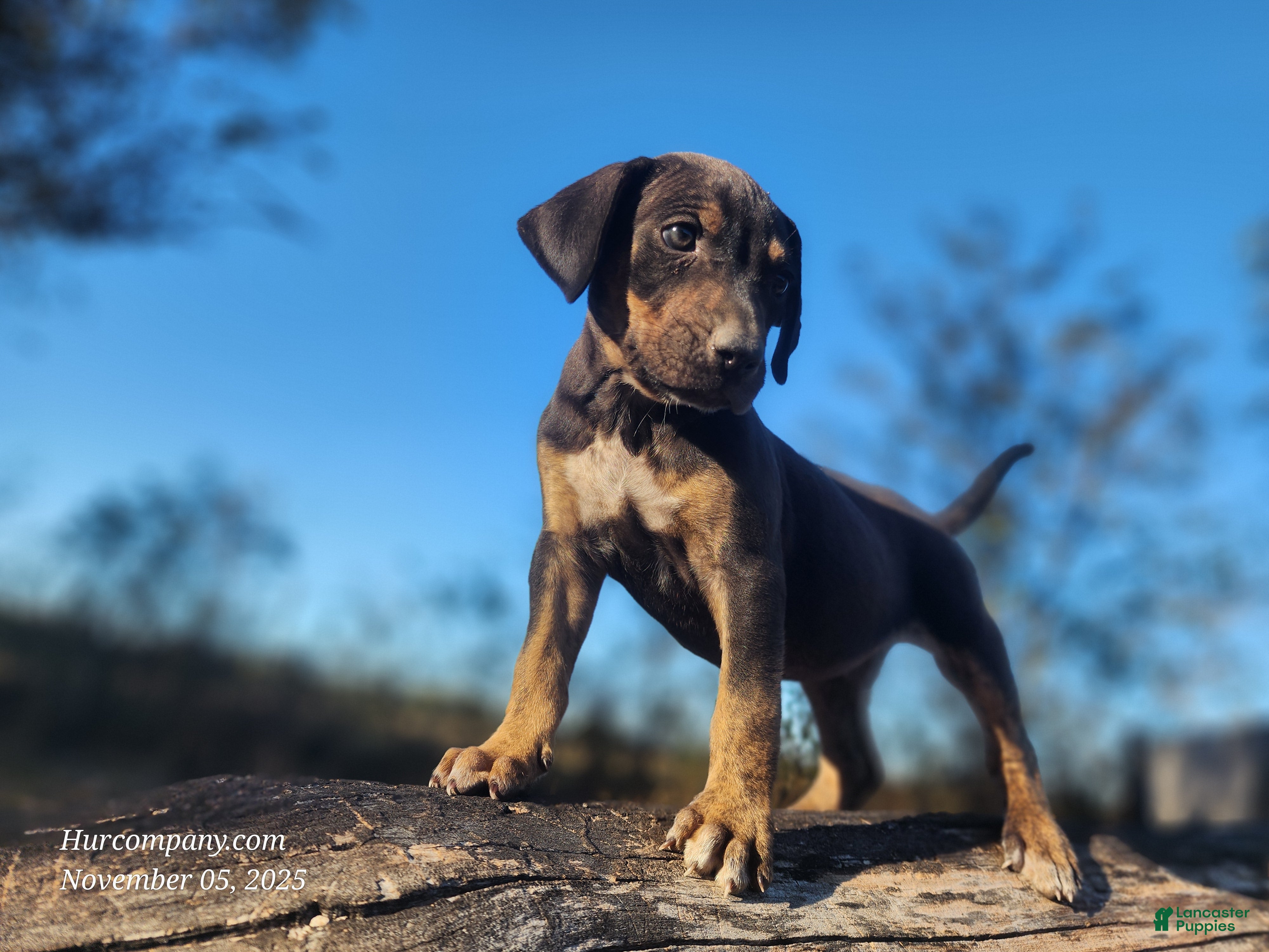 Catahoula Leopard Dog dogs Tracy II 2025 Female 1 - Ad 27