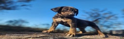 Catahoula Leopard Dog dogs for sale: Tracy II 2025 Female 1 - Ad 1