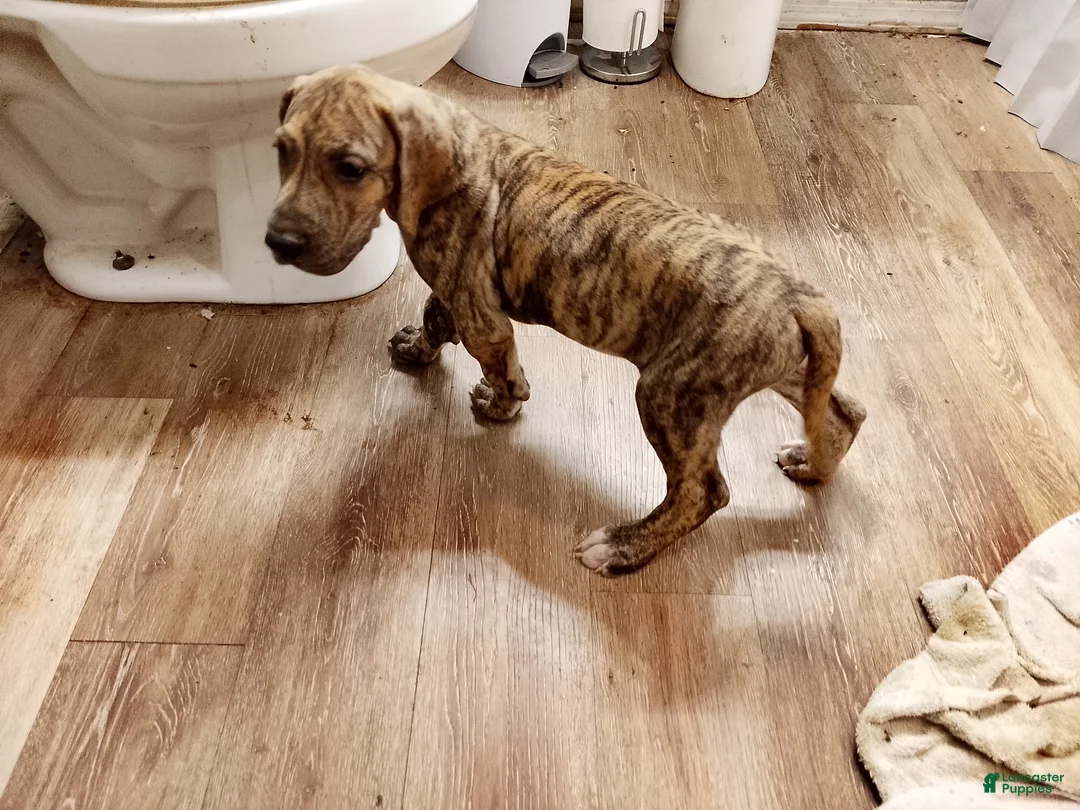 Great Dane dogs for sale: Great Dane 3 - Ad 2