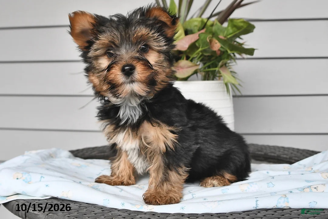 Yorkshire Terrier dogs for sale: Thomas - Ad 1