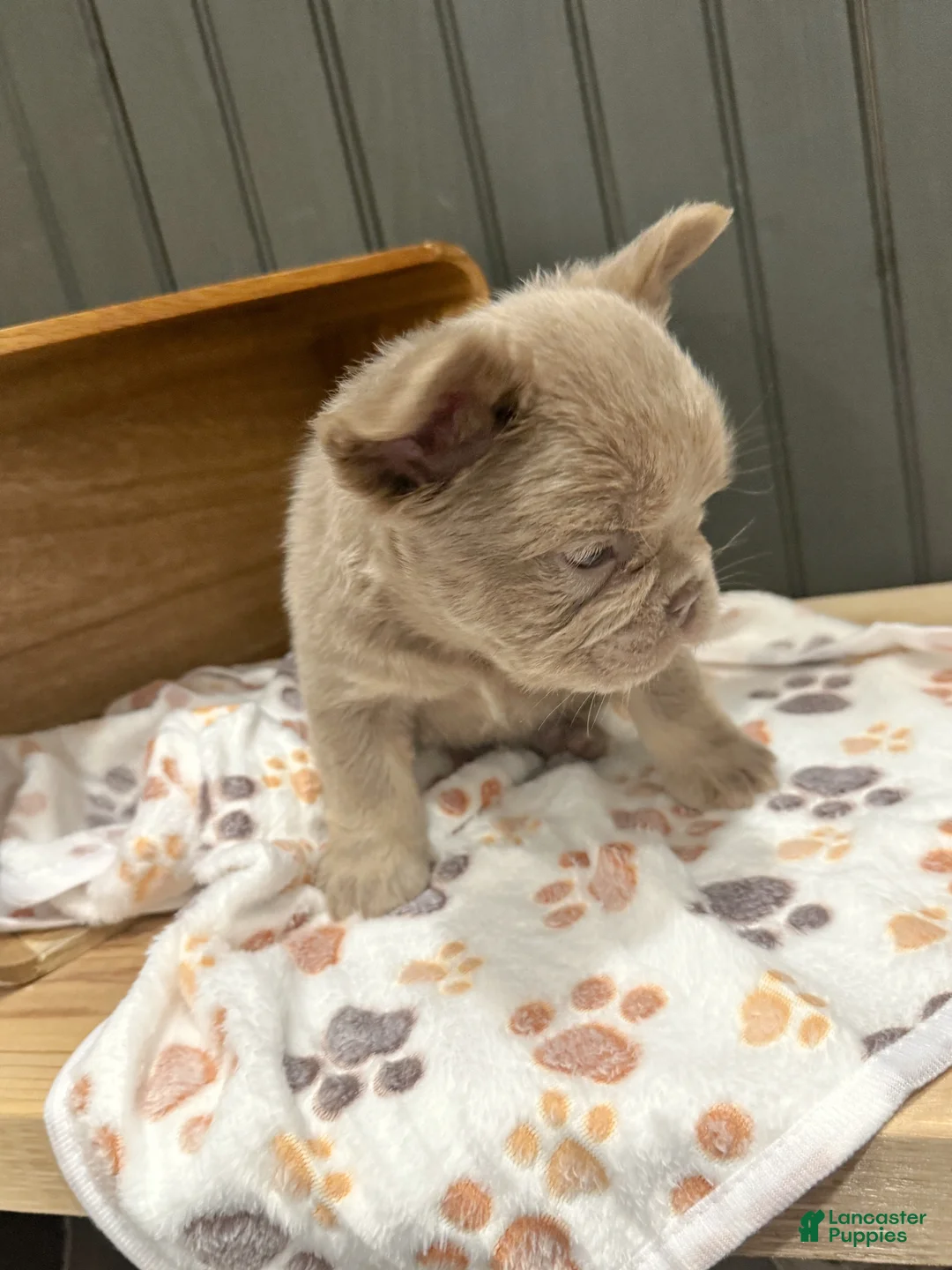 French Bulldog dogs for sale: Chewie - Ad 2
