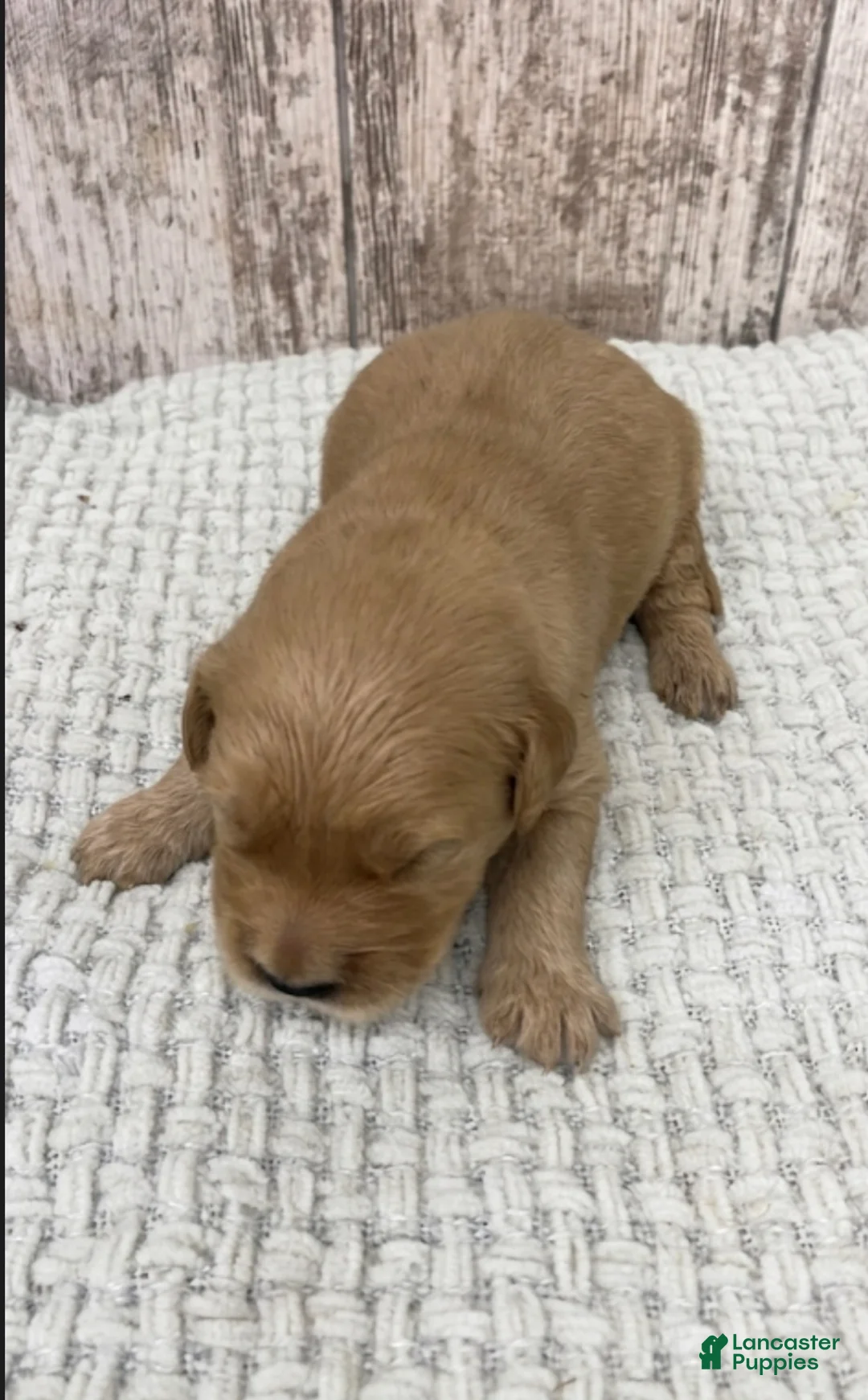 Golden Retriever dogs for sale: Golden Retriever Puppy 6 - Ad 1