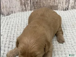 Golden Retriever dogs Golden Retriever Puppy 6 - Ad 41