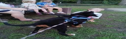 Bernese Mountain Dog dogs for sale: Bernese Mountain Dog 1 - Ad 7