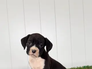 Boxer dogs for sale: Paige - Ad 2