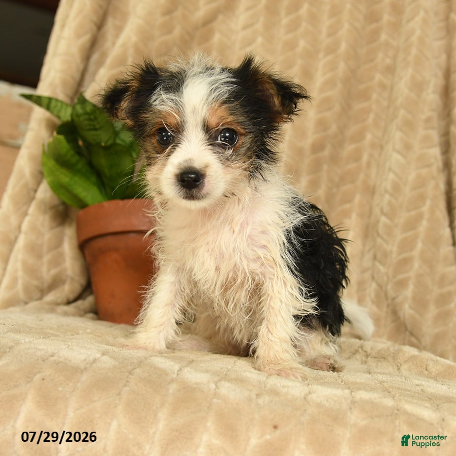 Morkie dogs Nile - Ad 1