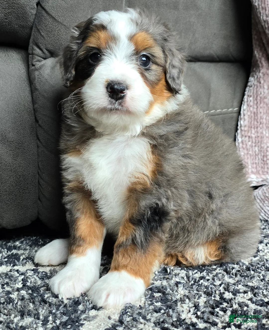 Mini Bernedoodle dogs for sale: Mini Alfie - Ad 16