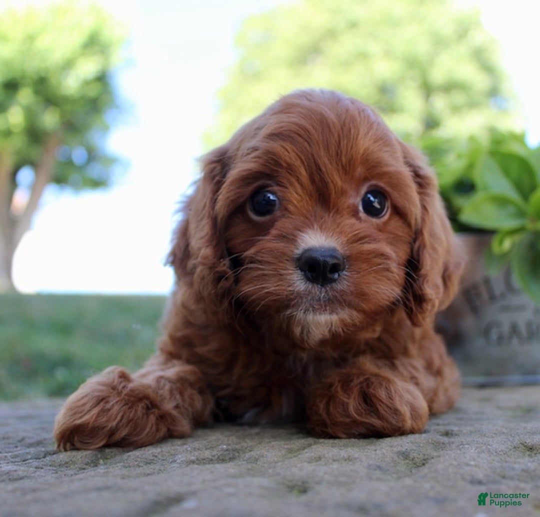 Cavapoo dogs for sale: Parker - Ad 9