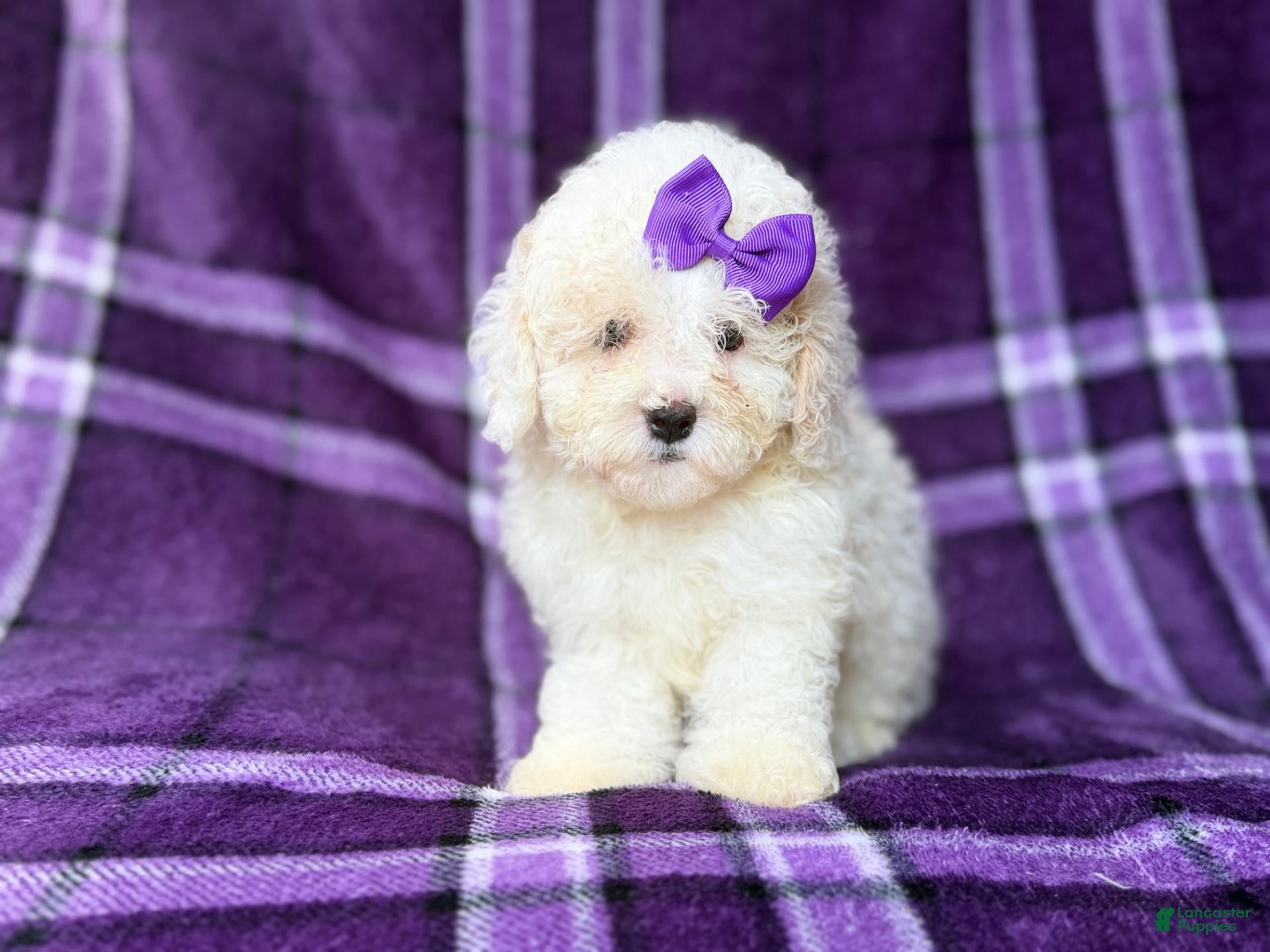 Bichpoo dogs Hope - Ad 5