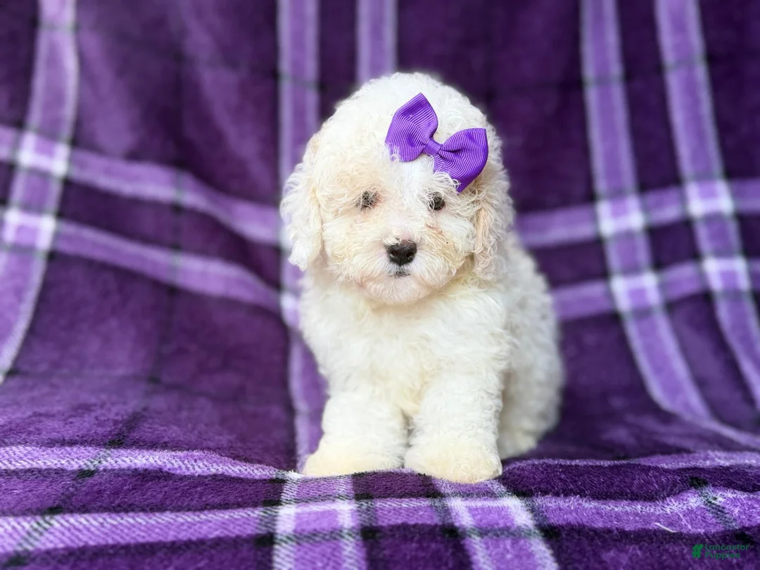 Bichpoo dogs for sale: Hope - Ad 1