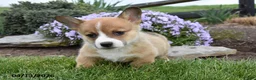 Welsh Corgi Pembroke dogs for sale: Raven - Ad 2