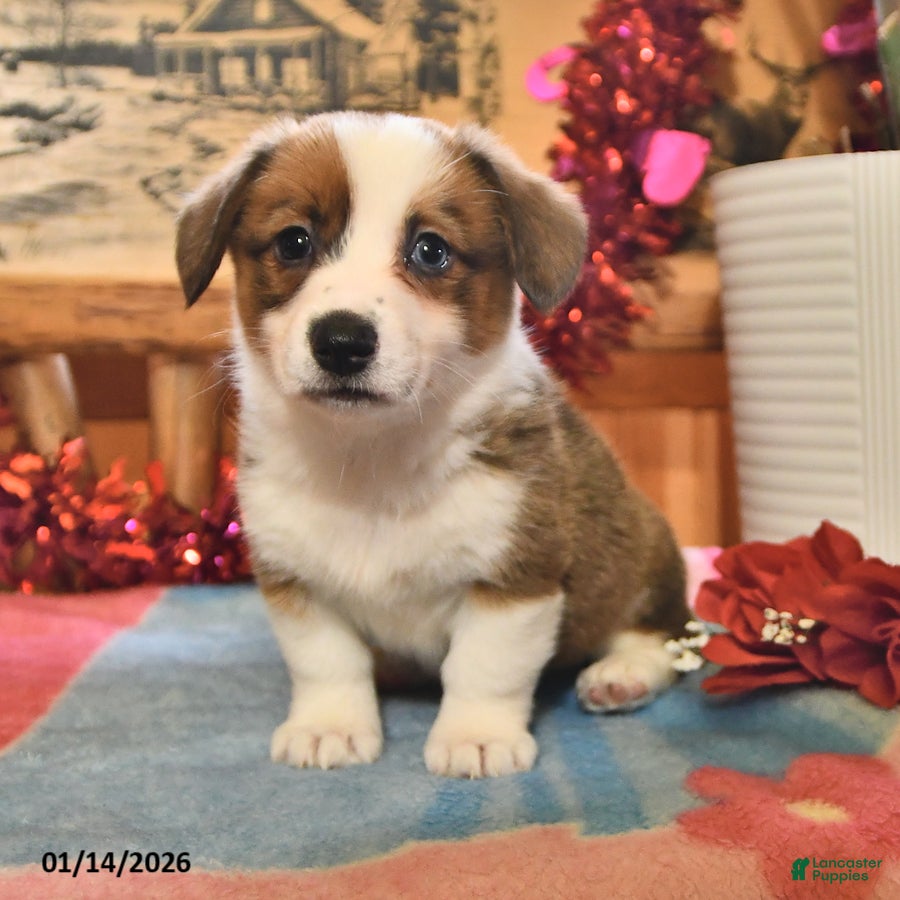 Welsh Corgi Pembroke dogs Sandy - Ad 34