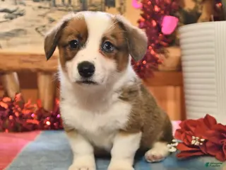 Welsh Corgi Pembroke dogs Sandy - Ad 24