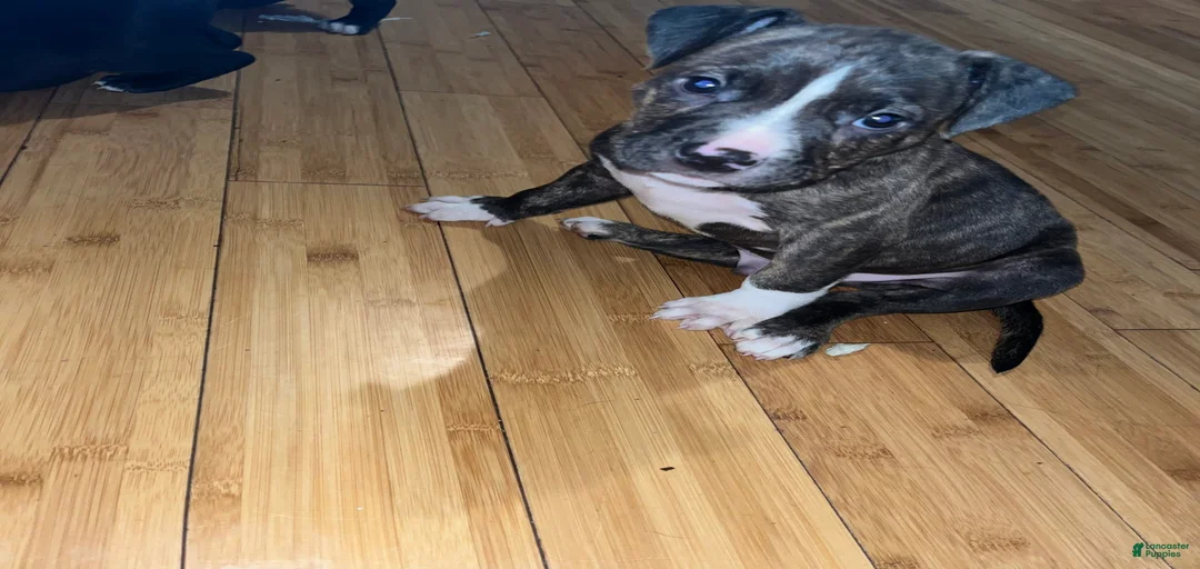 Gallery Image {{count}}