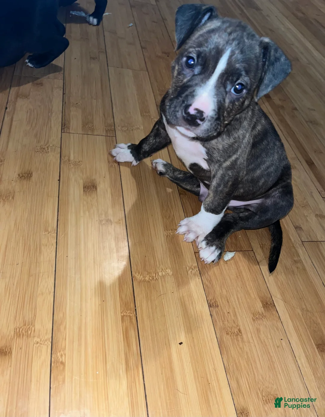 Gallery Image {{count}}