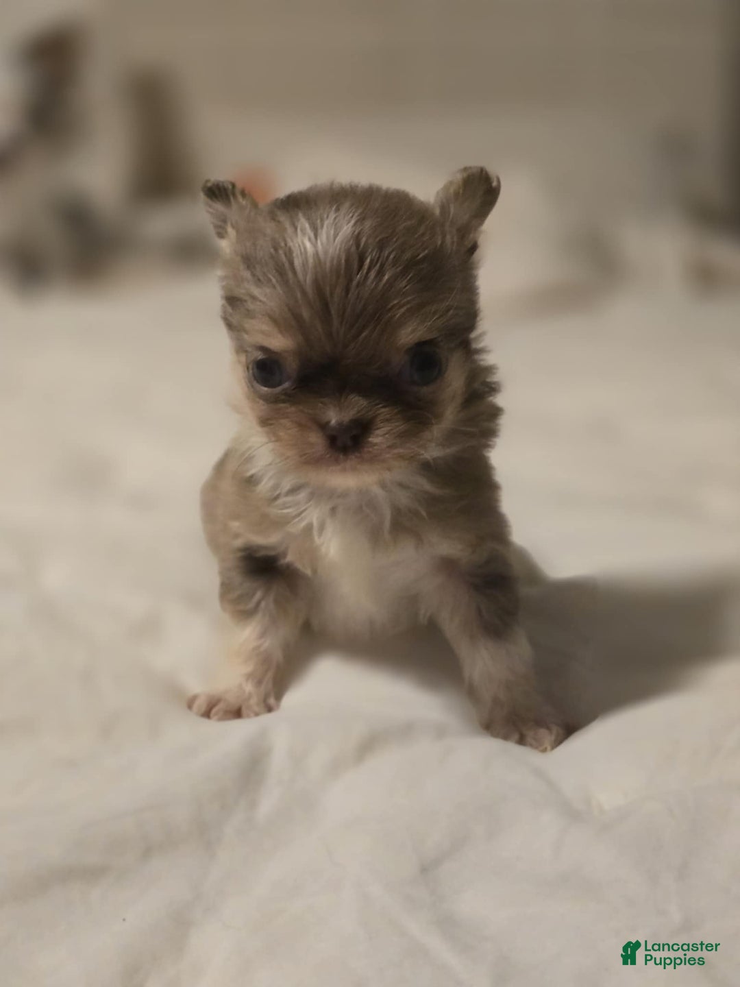 Chihuahua dogs for sale: Jazz - Ad 7