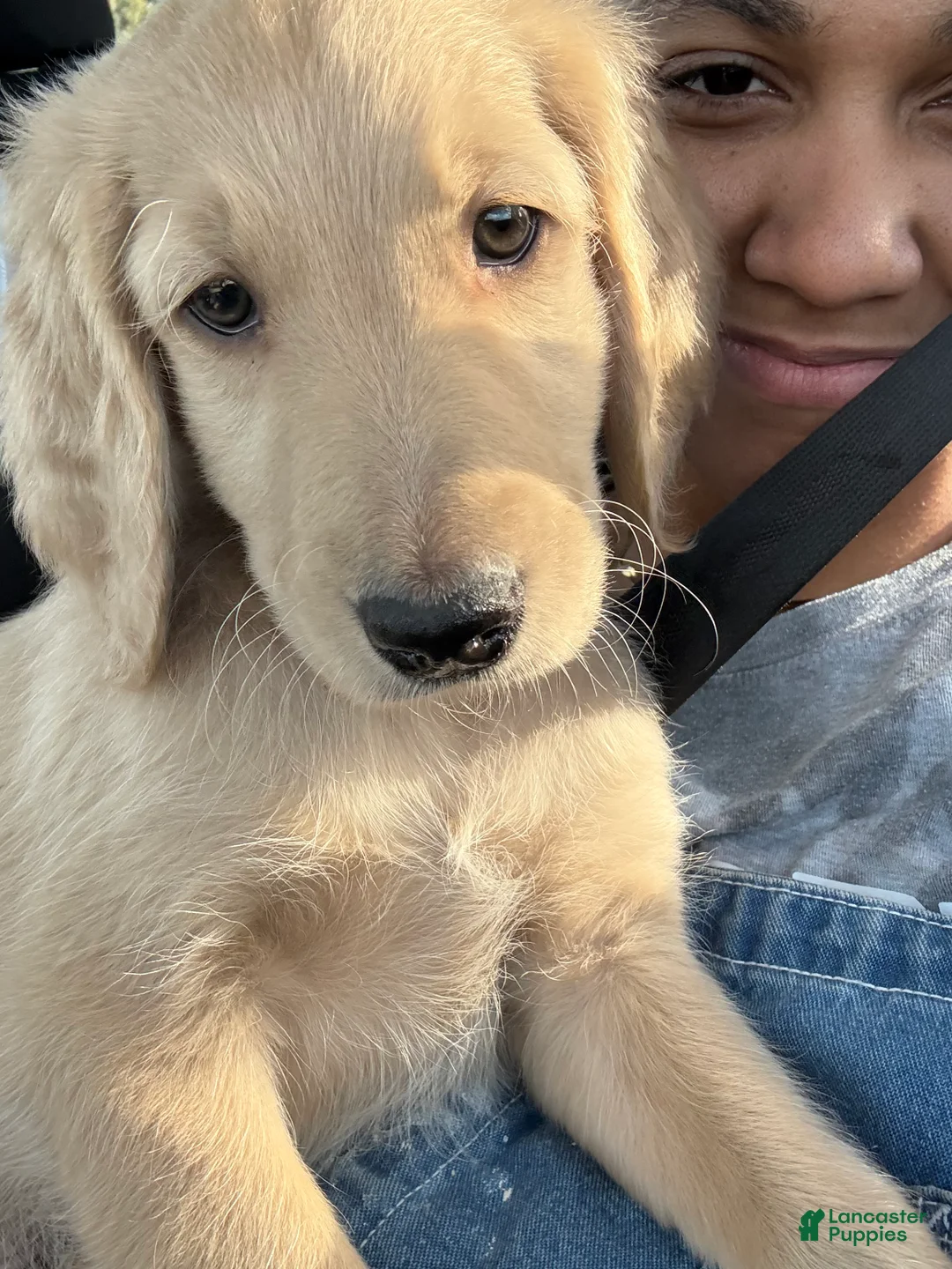 Goldendoodle dogs for sale: Seena - Ad 9