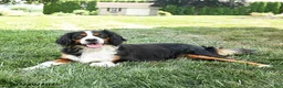 Miniature Bernese Mountain Dog dogs for sale: Valentine - Ad 4