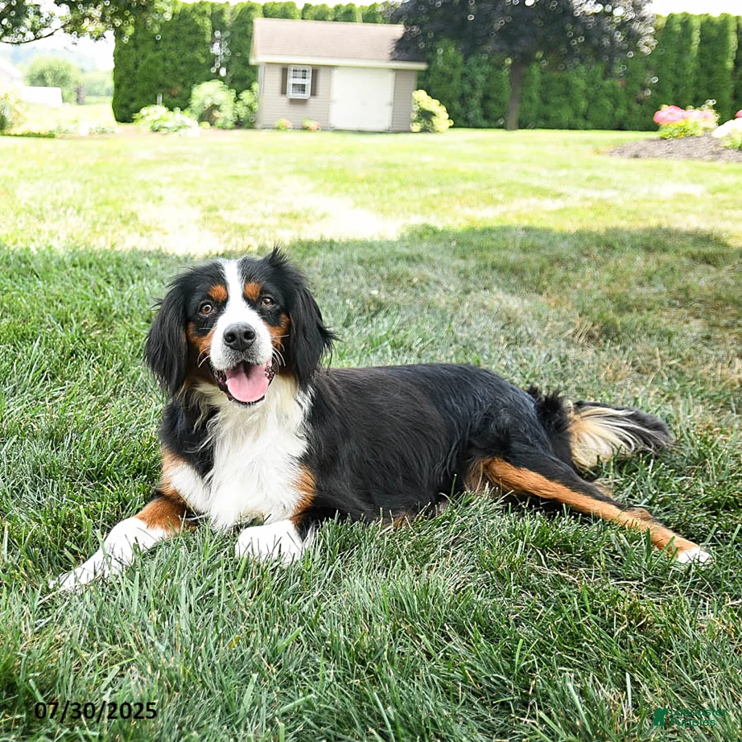 Miniature Bernese Mountain Dog dogs for sale: Valentine - Ad 4