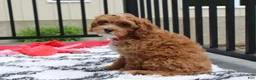 Cockapoo dogs for sale: Freddy  - Ad 7