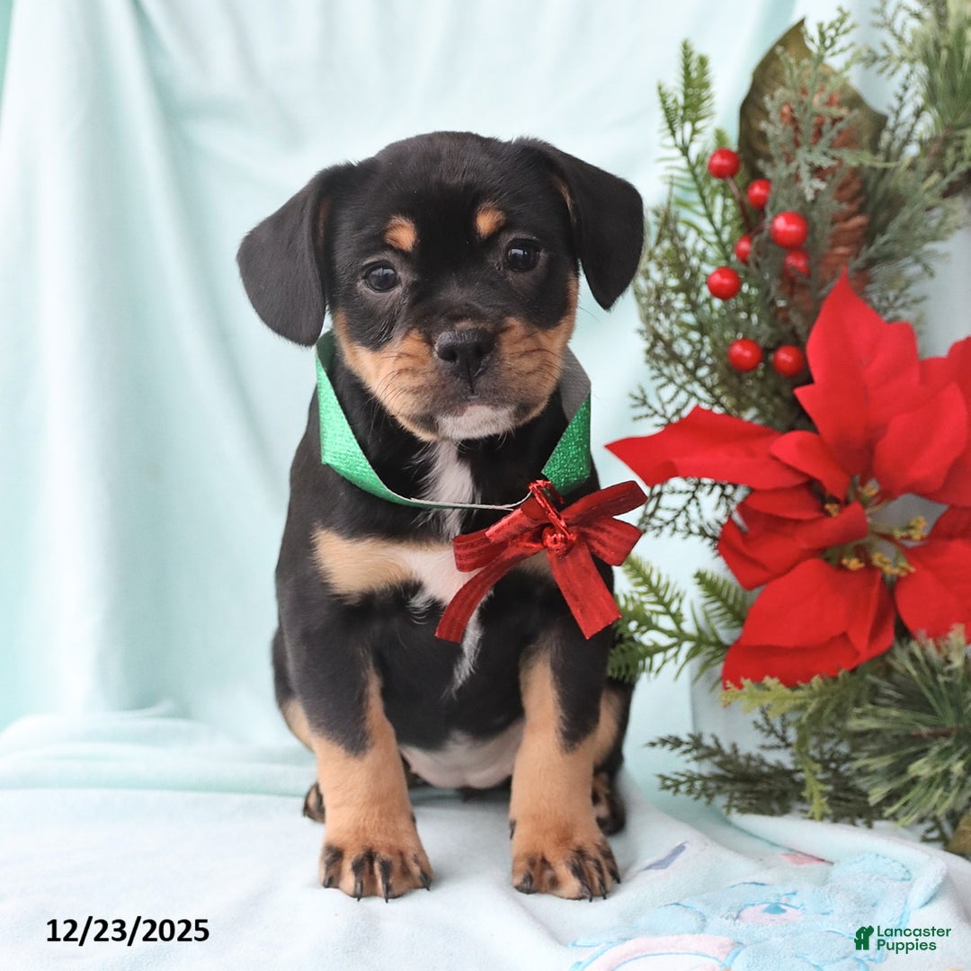 Mixed Breed dogs for sale: April - Ad 1