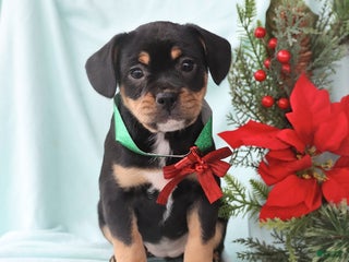 Mixed Breed dogs April - Ad 29