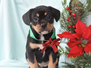 Mixed Breed dogs April - Ad 34