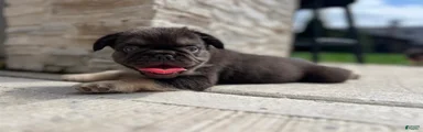Male French Bulldog Puppy Chicago - DIORE