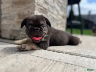 French Bulldog dogs Male French Bulldog Puppy Chicago - DIORE - Ad 27