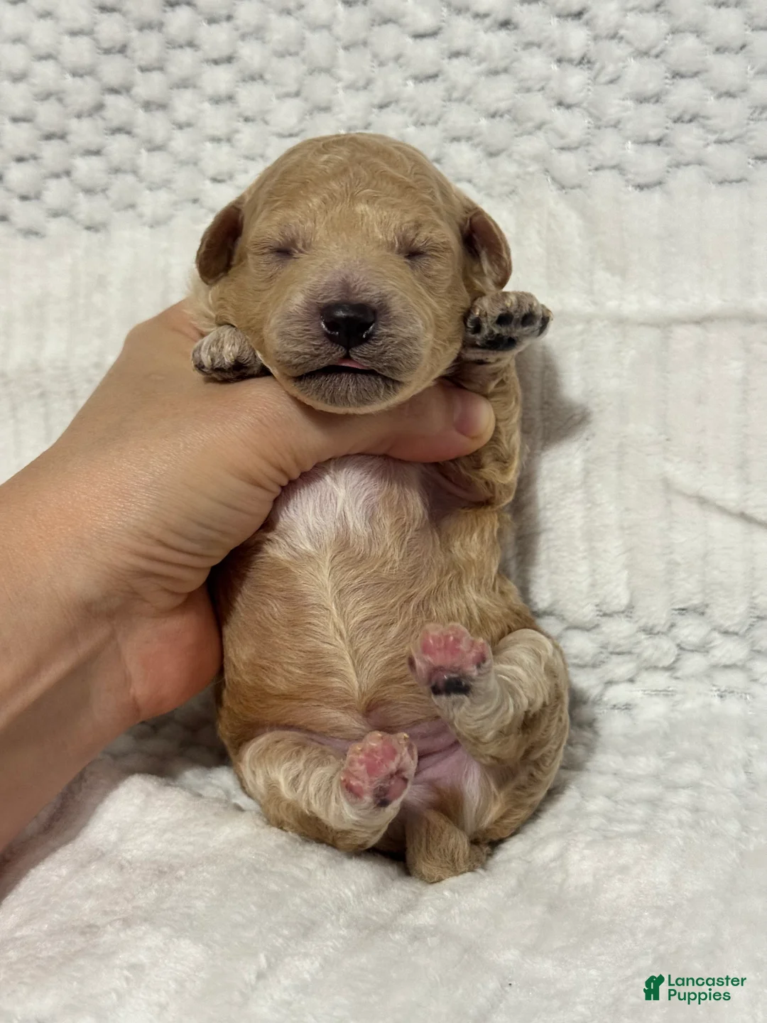 Toy Poodle dogs for sale: Christian Olaf - Ad 2