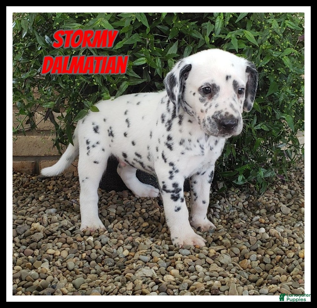 Dalmatian dogs Stormy - Ad 1