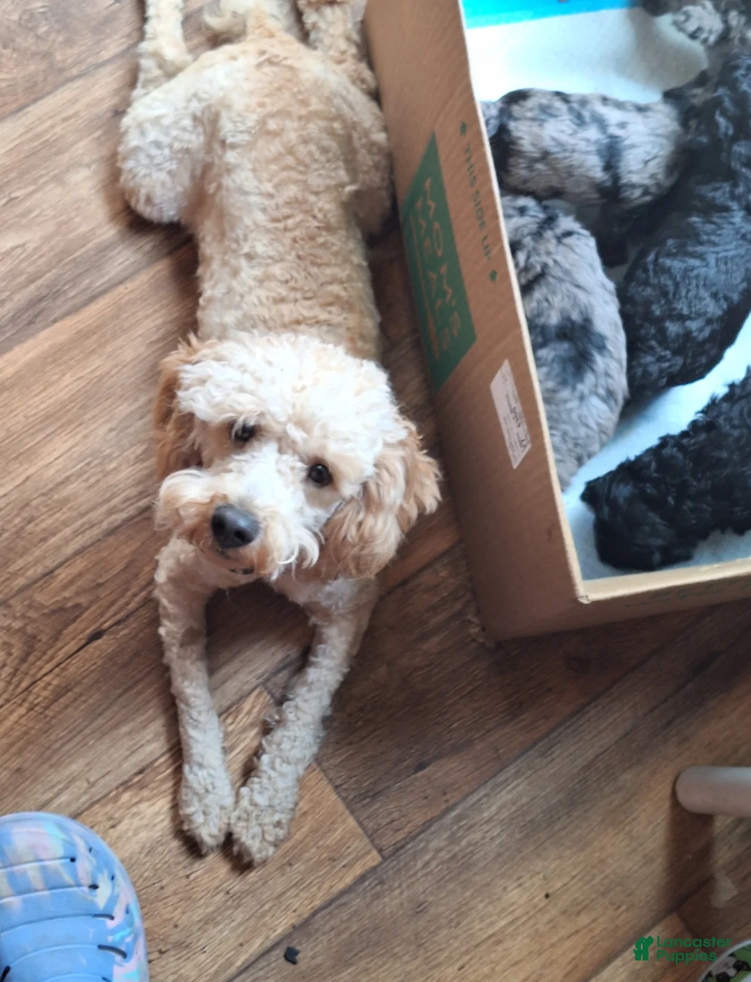 Miniature Poodle dogs for sale: Harry Houdini  - Ad 5