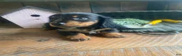 Miniature Dachshund dogs for sale: Luna - Ad 12
