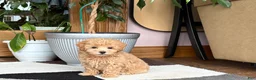 Maltipoo dogs for sale: Suzie  - Ad 7