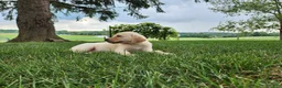 Labrador Retriever dogs for sale: Maggie  - Ad 3