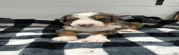 Bernedoodle dogs for sale: Bozey - Ad 8