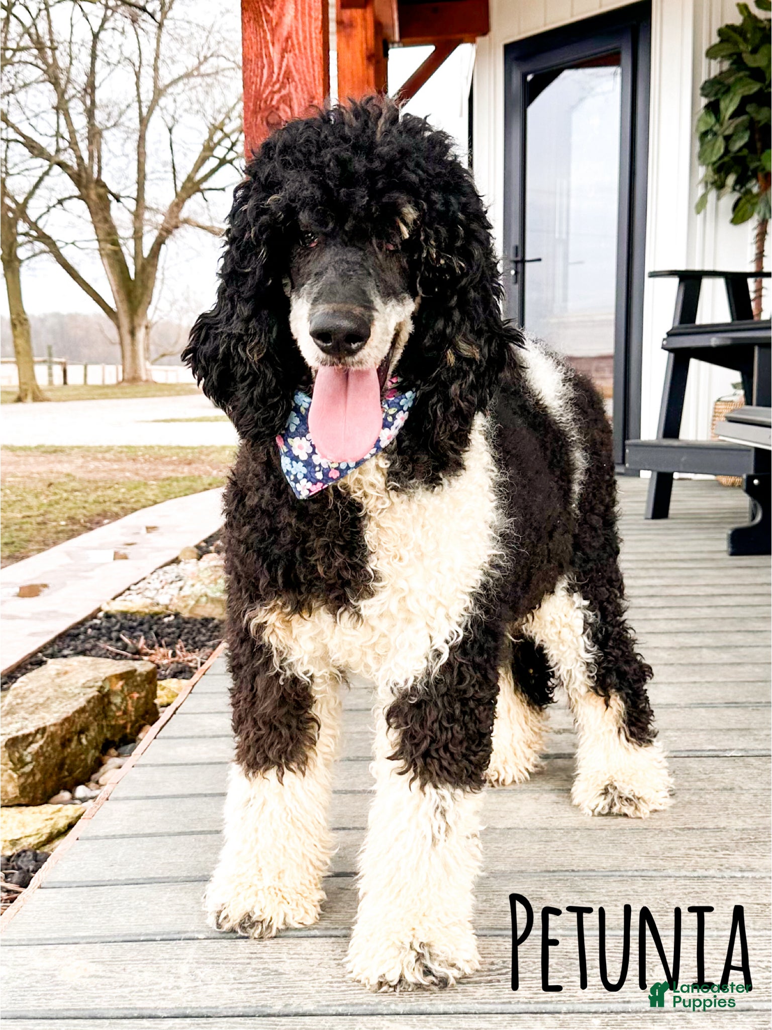 Bernedoodle dogs Prince - Ad 2
