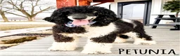 Bernedoodle dogs for sale: Peter - Ad 2